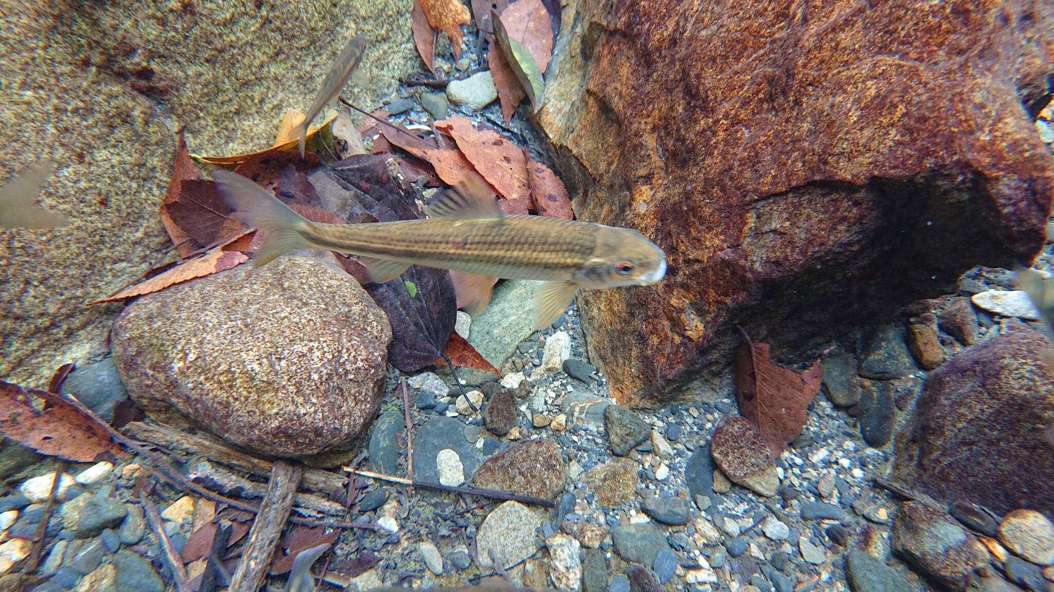 Image of Taiwan Shoveljaw Carp