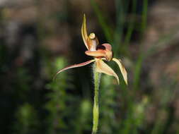 Image of Thick-lipped spider-orchid