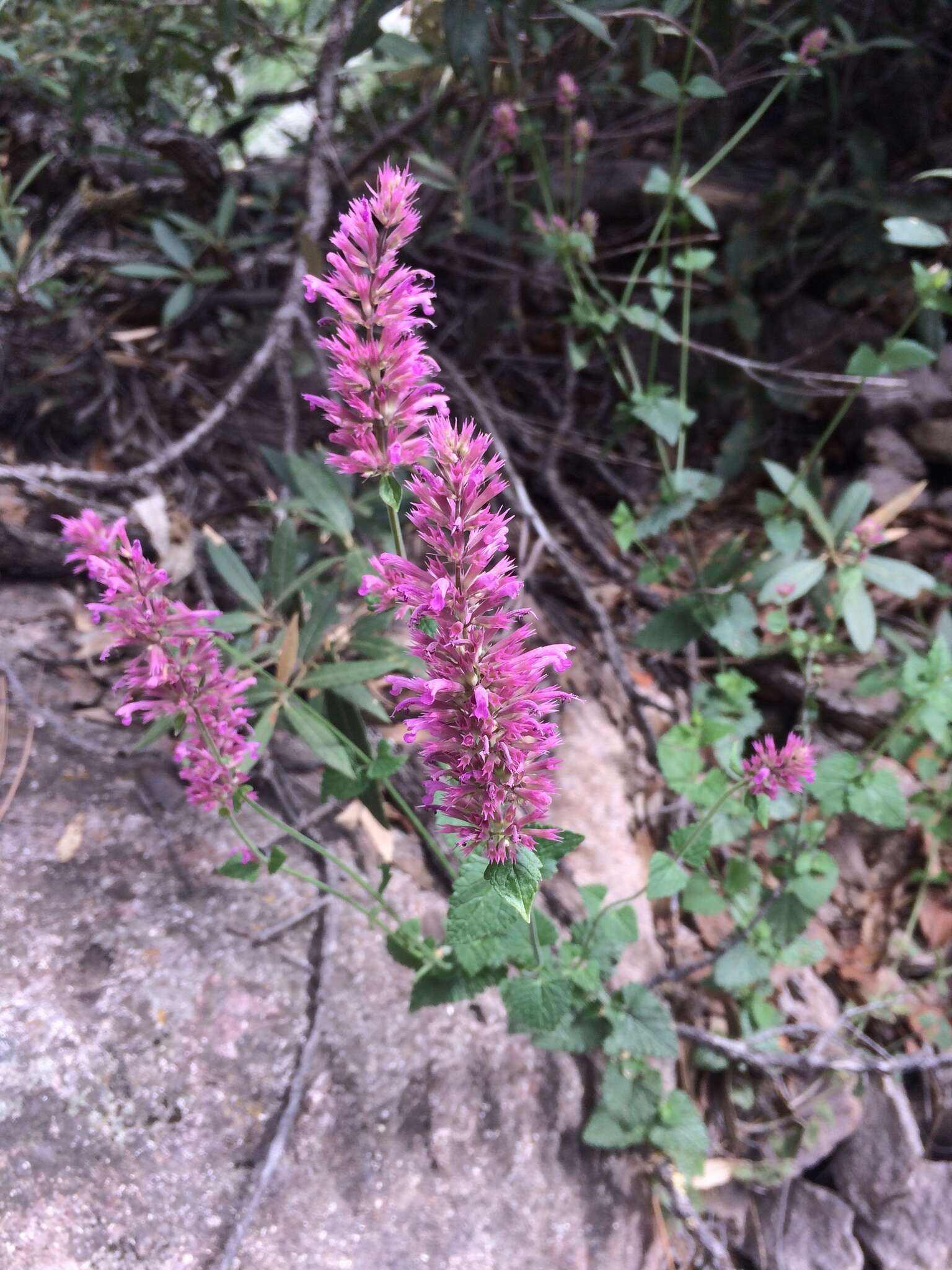 Imagem de Agastache pallidiflora var. gilensis R. W. Sanders