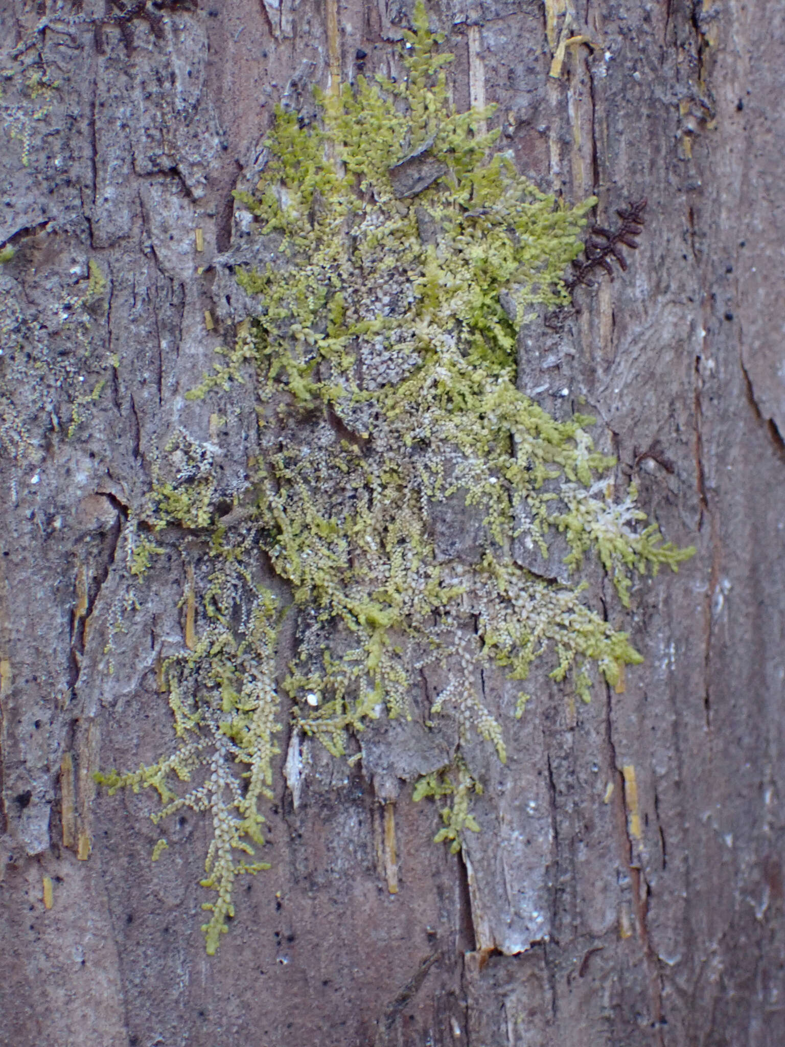 Image of Radula obtusiloba subsp. polyclada (A. Evans) S. Hatt.
