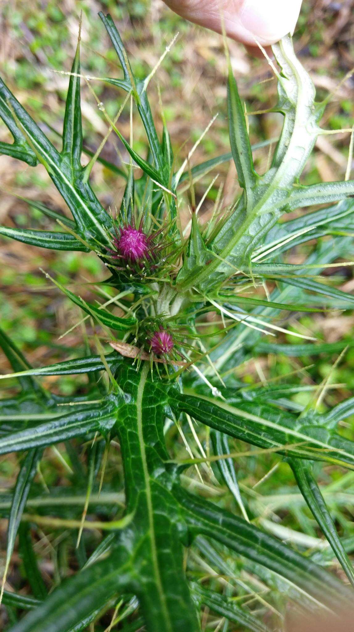 Image of <i>Cirsium tatakaense</i>