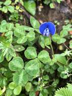 Image of blue-oxalis