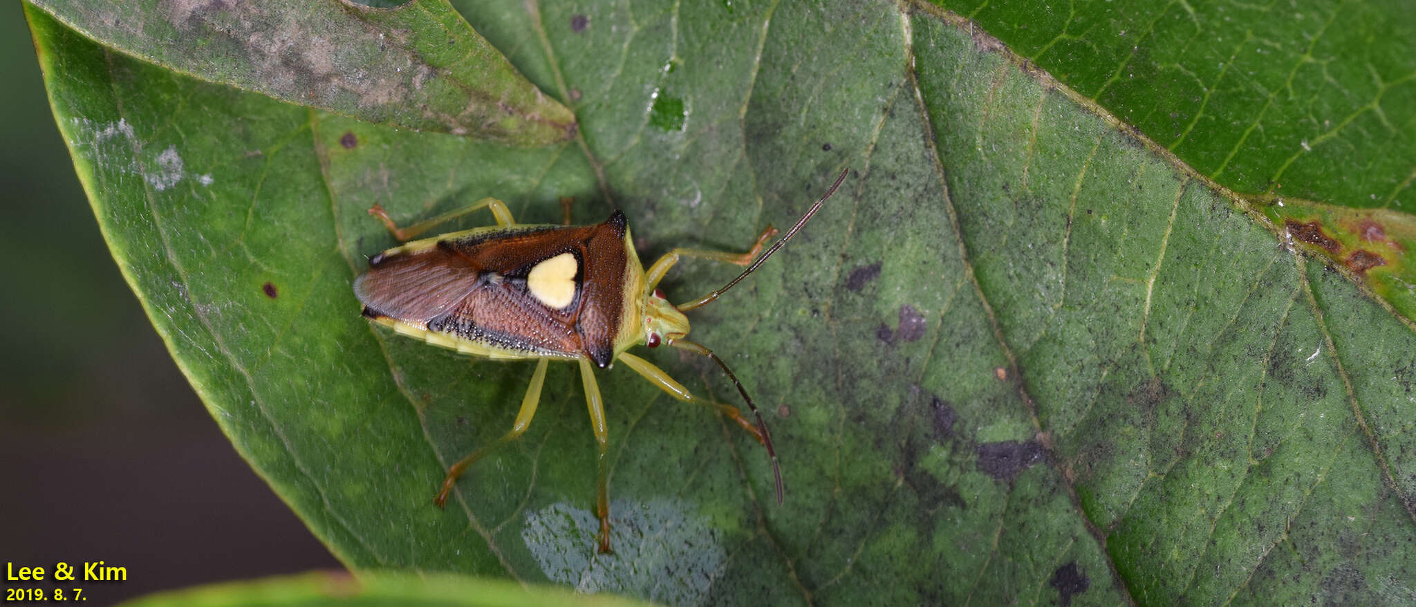 Image of Sastragala esakii Hasegawa 1959