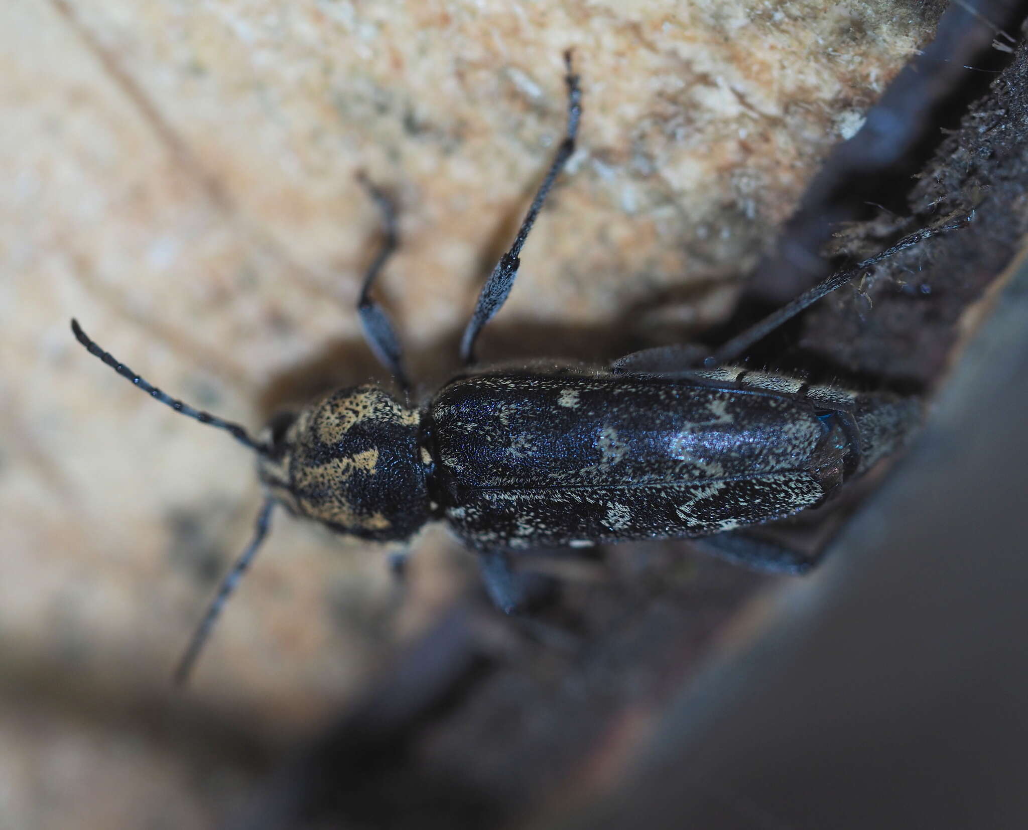 Sivun Xylotrechus (Rusticoclytus) rusticus (Linné 1758) kuva