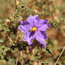صورة Solanum diversiflorum F. Müll.