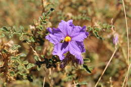 Image of Solanum diversiflorum F. Müll.