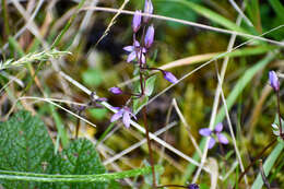 صورة Gentianella rapunculoides (Willd. ex Schultes) J. S. Pringle