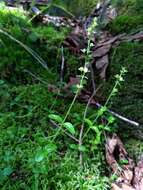 Image of brightblue speedwell