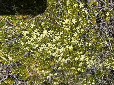 Image of Stackhousia pulvinaris F. Müll.