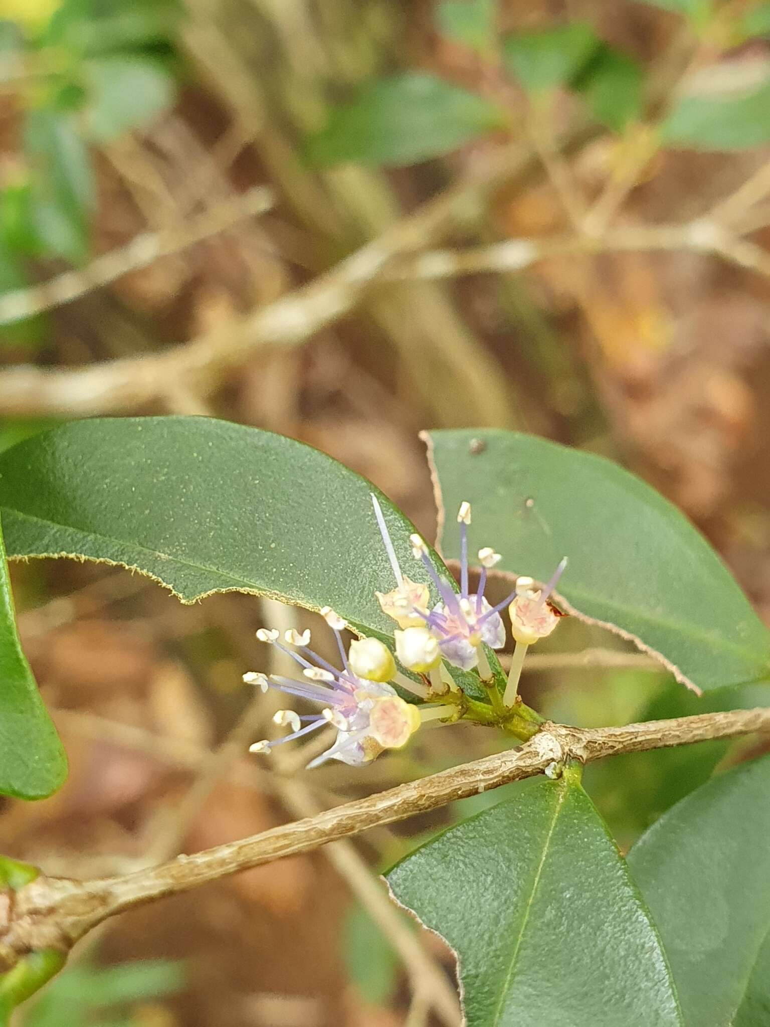 Слика од Memecylon pauciflorum Bl.