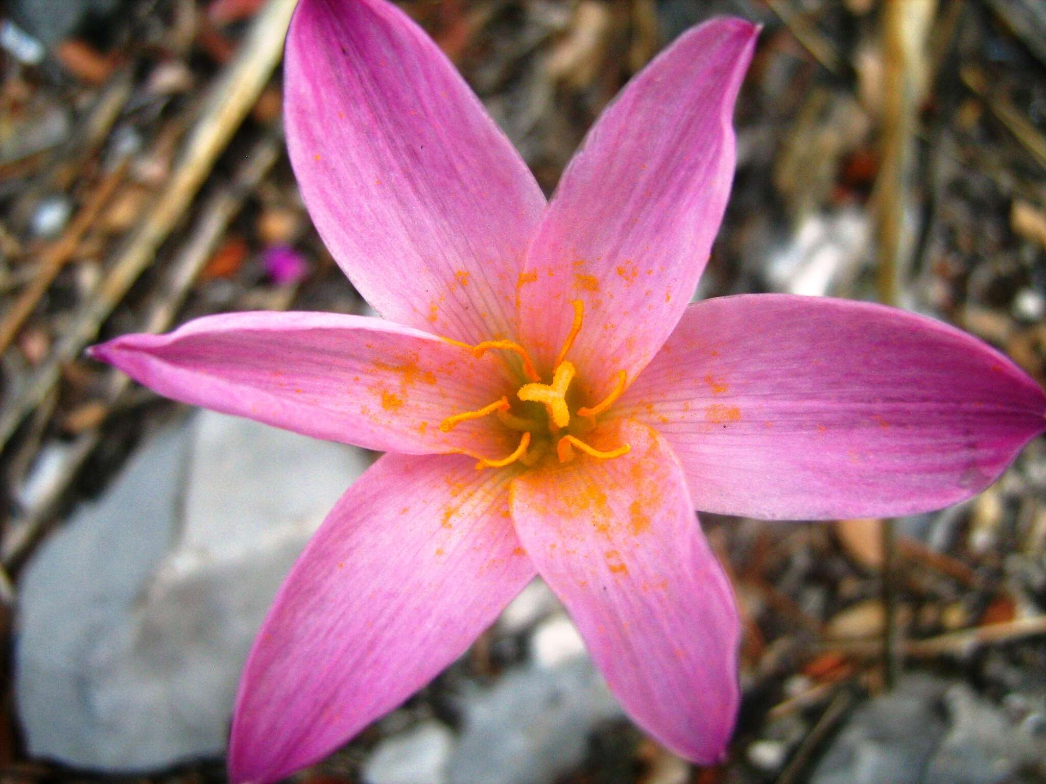 Image of Zephyranthes brevipes Standl.