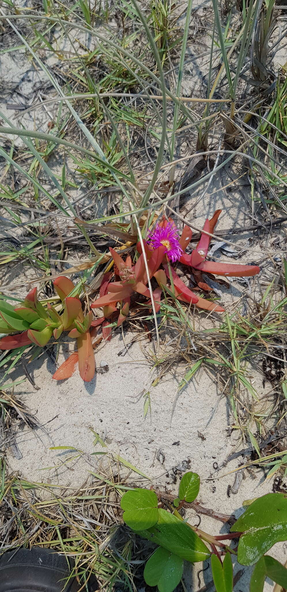 Imagem de Carpobrotus glaucescens (Haw.) Schwant.