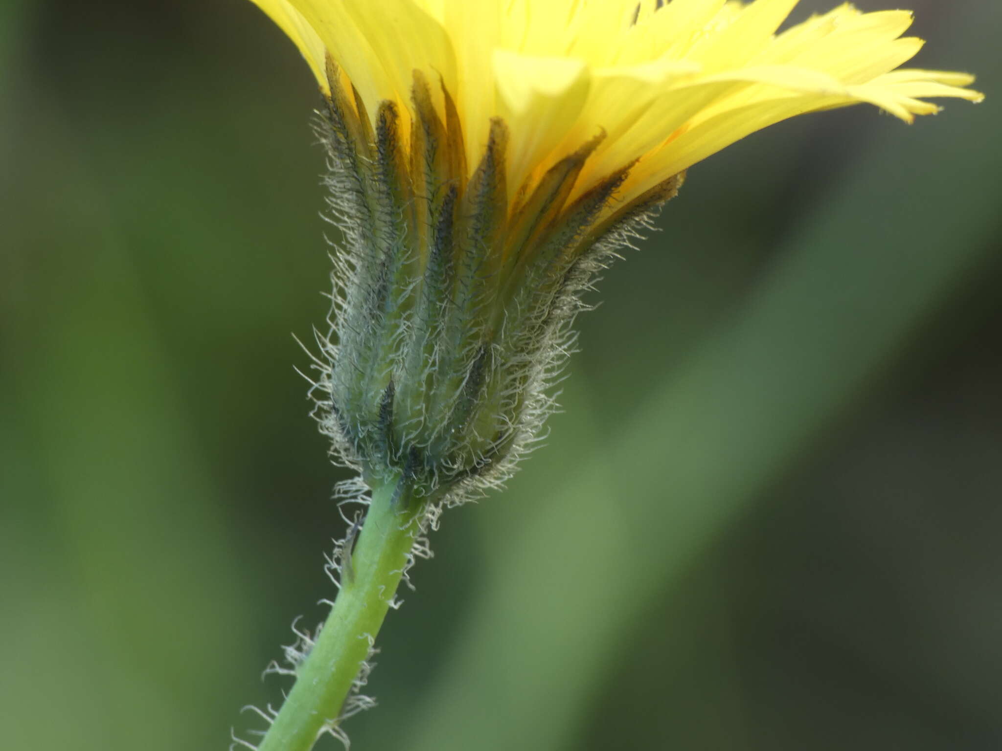 Hypochaeris laevigata (L.) Cesati resmi