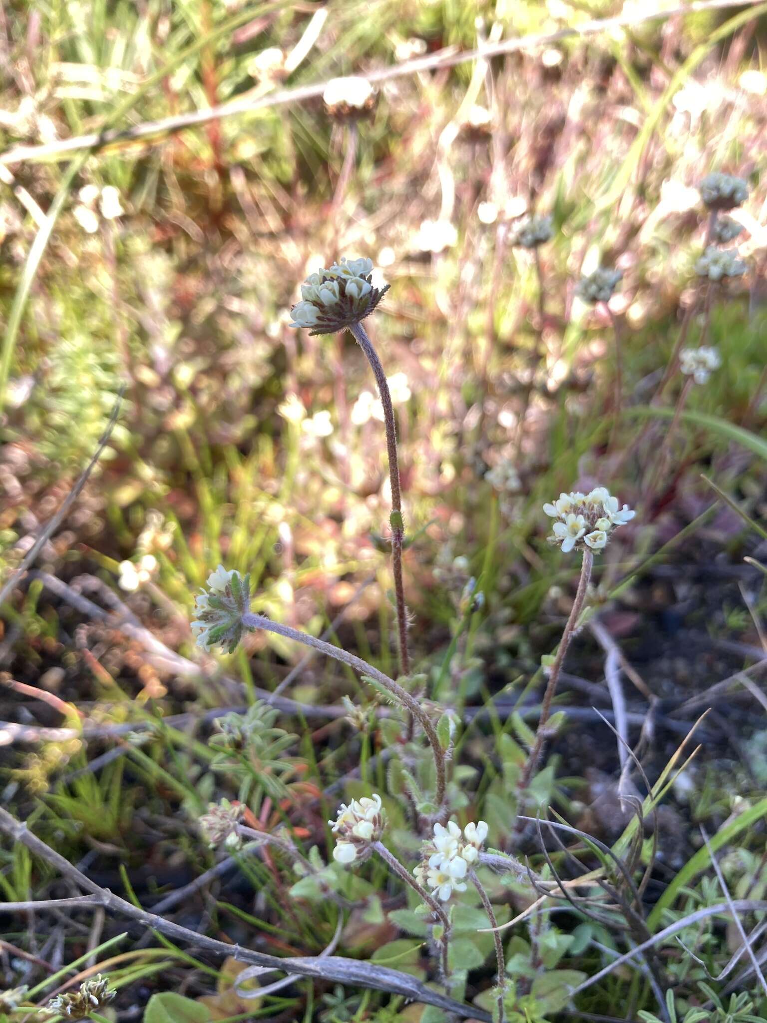 Слика од Phyllopodium capillare (L. fil.) O. M. Hilliard