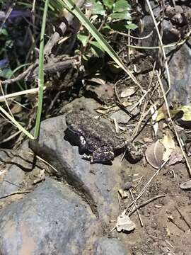 Sivun Rhinella arunco (Molina 1782) kuva