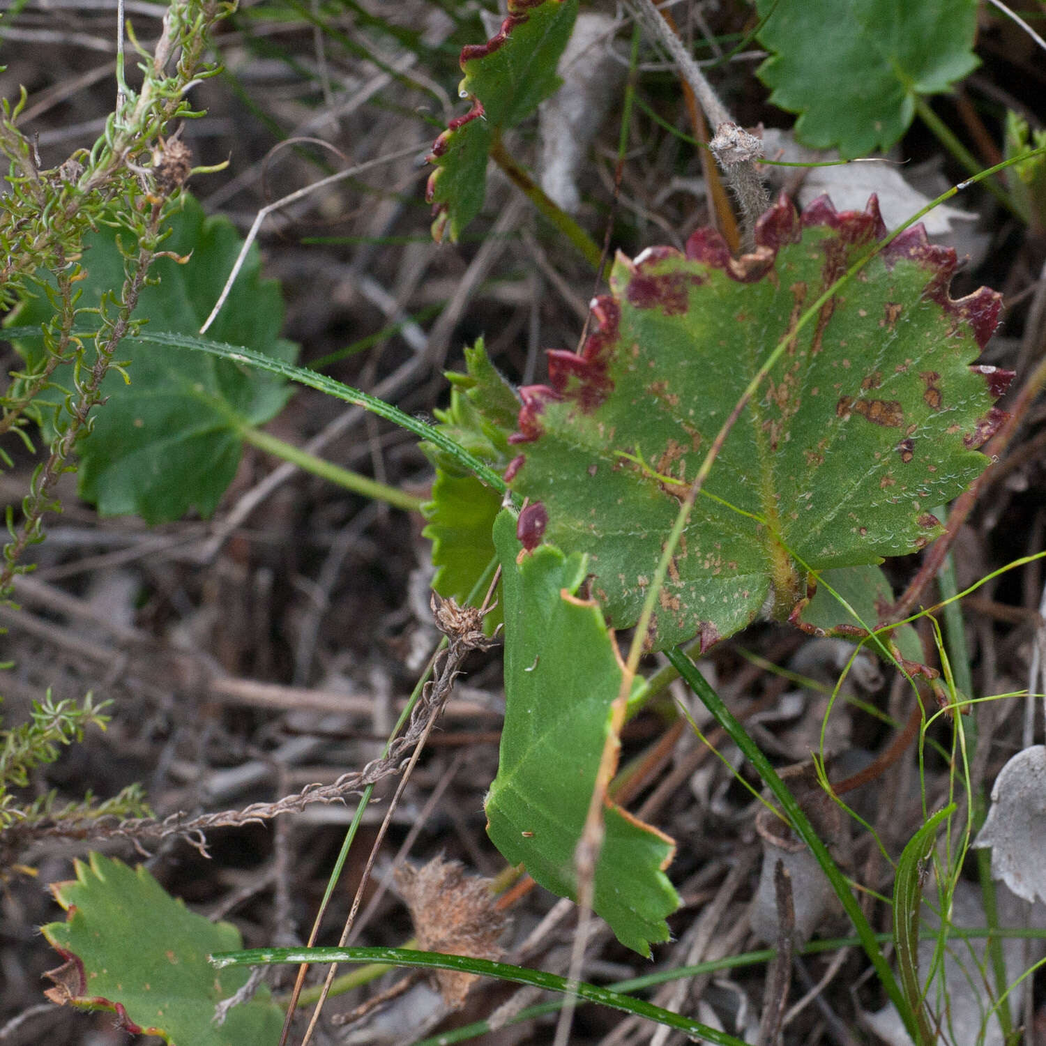 Image of Pelargonium elegans (Andr.) Willd.