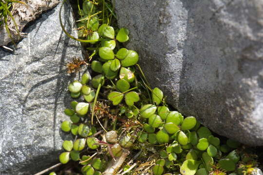 Image of Hydrocotyle tripartita var. hydrophila (Petrie) Cheesem.