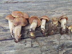 Image of Cortinarius ahsii McKnight 1975