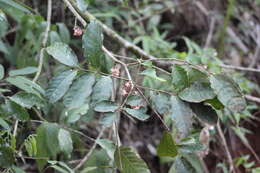 Image of Guarea macrophylla M. Vahl