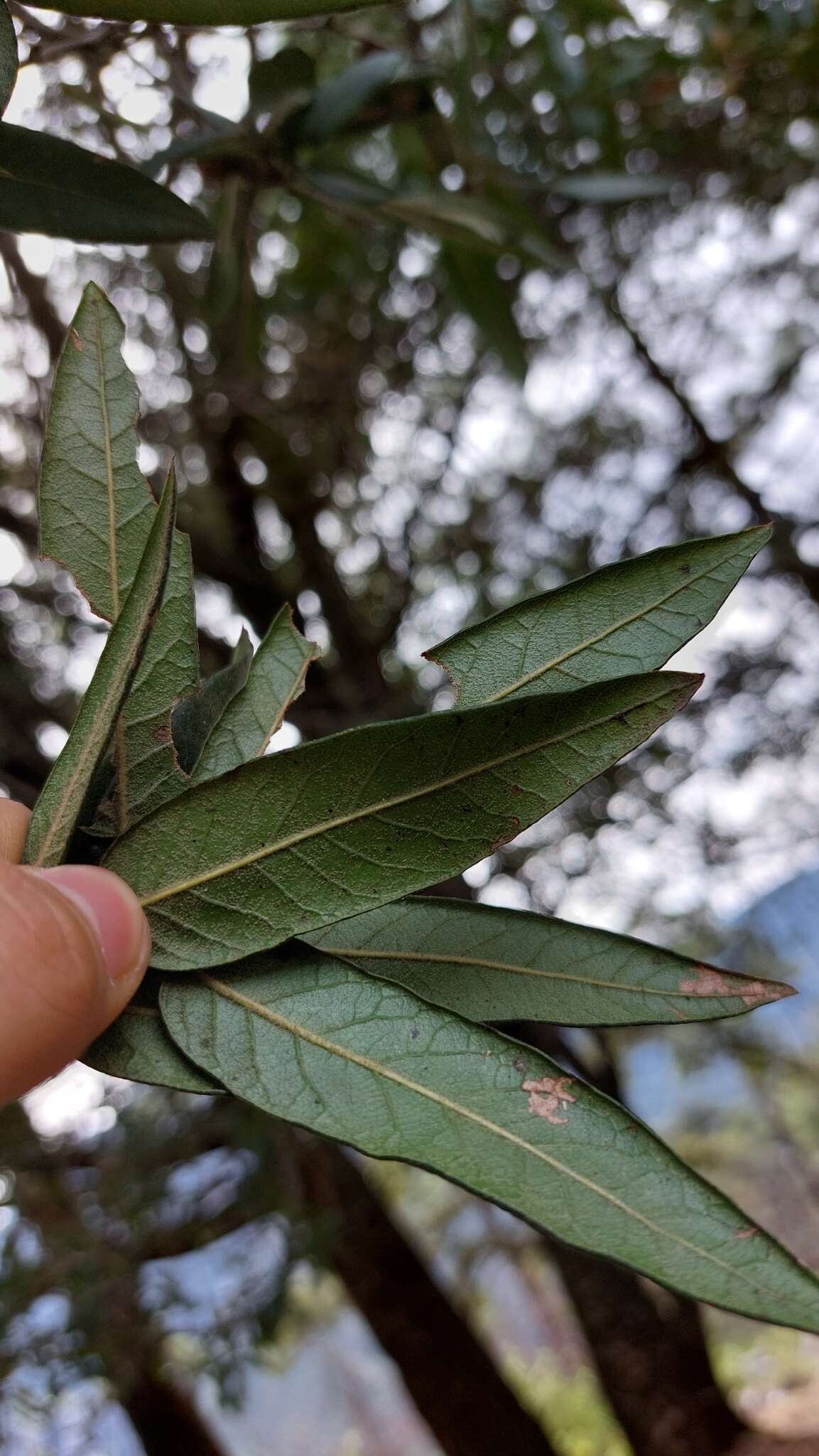 Imagem de Quercus pinnativenulosa C. H. Mull.