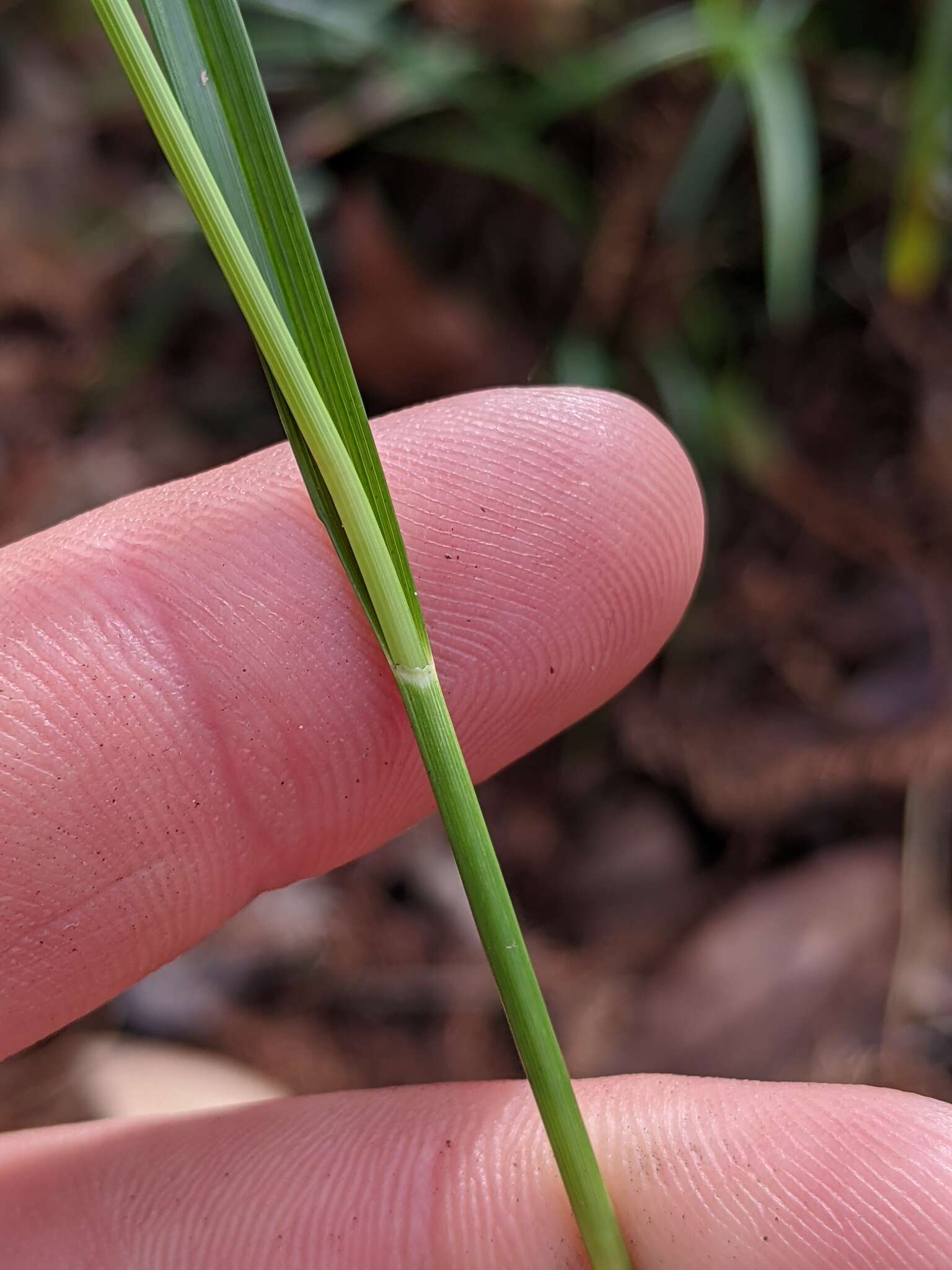 Image of anglestem beaksedge