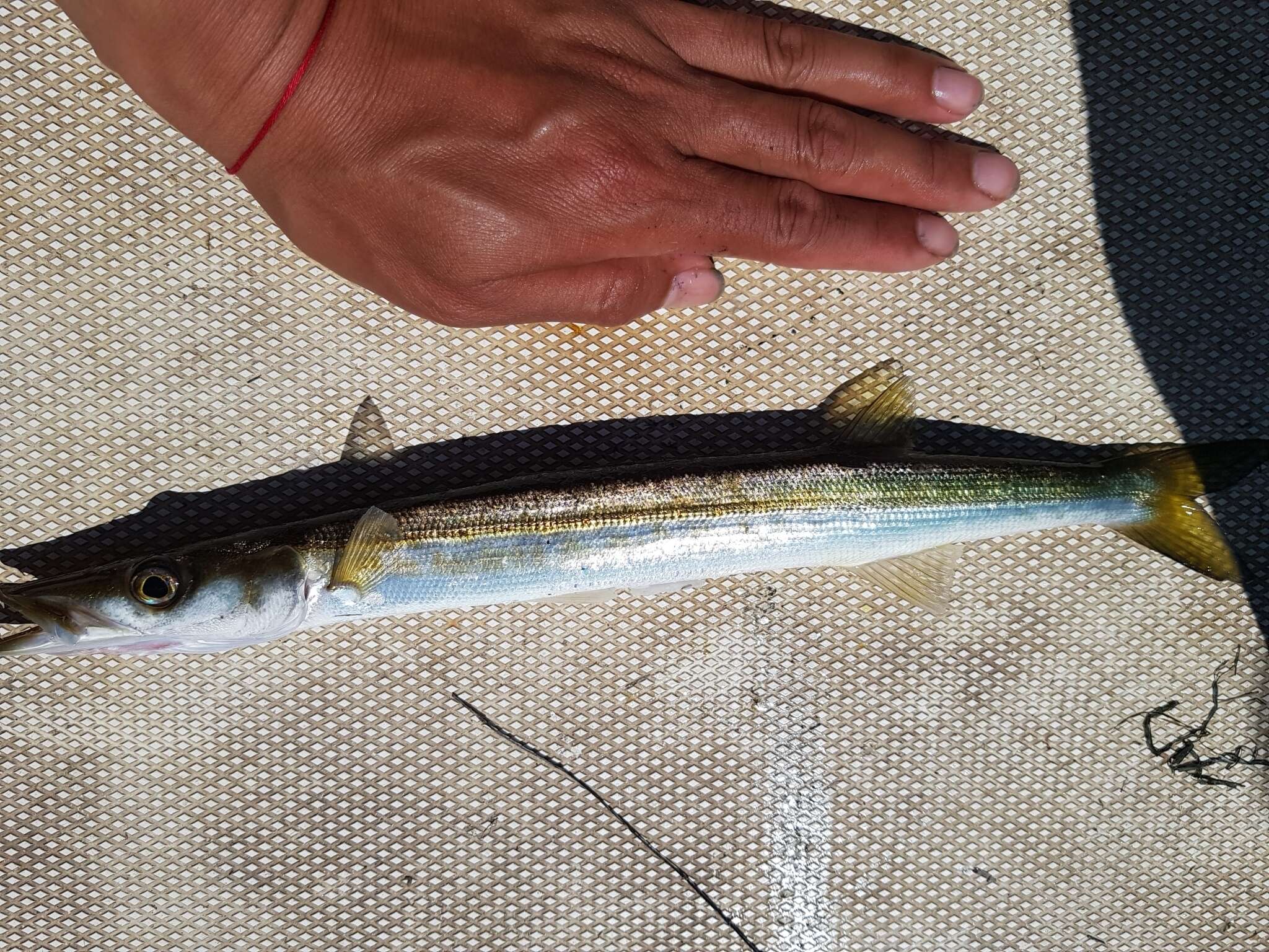 Image of Australian barracuda