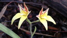 Image de Caladenia flava R. Br.