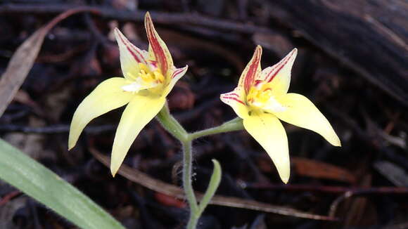 Image of Caladenia flava R. Br.