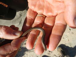 Image of Longtail Whip Lizard