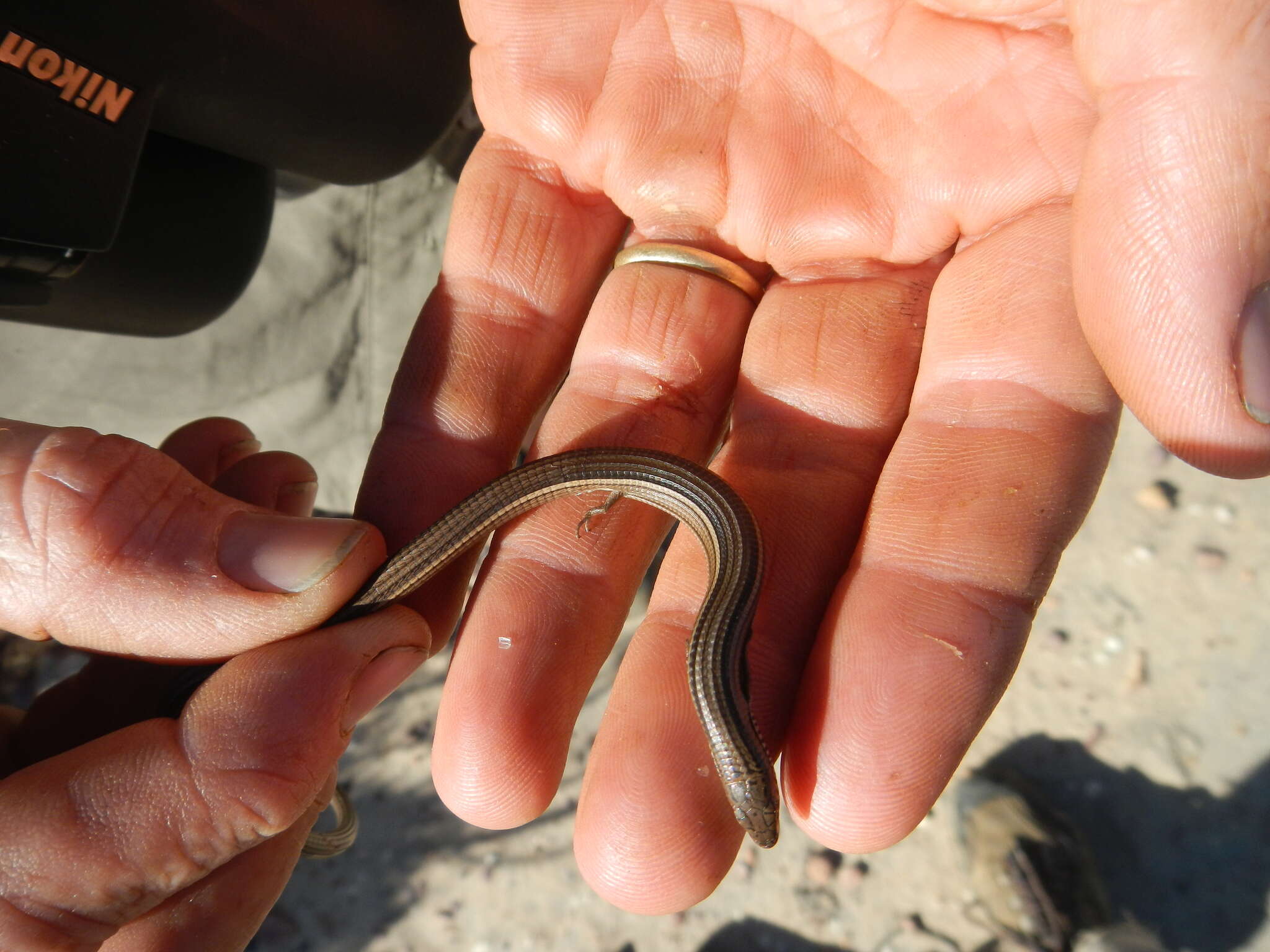 Image of Longtail Whip Lizard