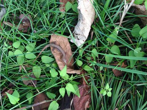 Image of Japanese Grass Lizard