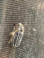 Image of Mount Hermon June beetle