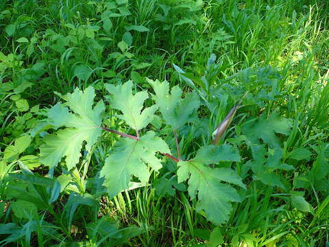 Слика од Heracleum sphondylium subsp. sibiricum (L.) Simonk.