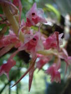 Image de Coelia macrostachya Lindl.