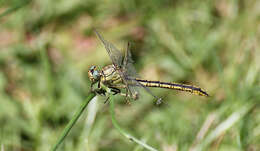 Image of Western Clubtail