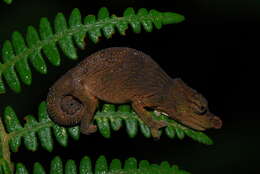 Image of Big-nosed chameleon