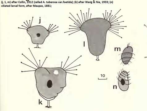 Image of Acineta foetida Maupas 1881