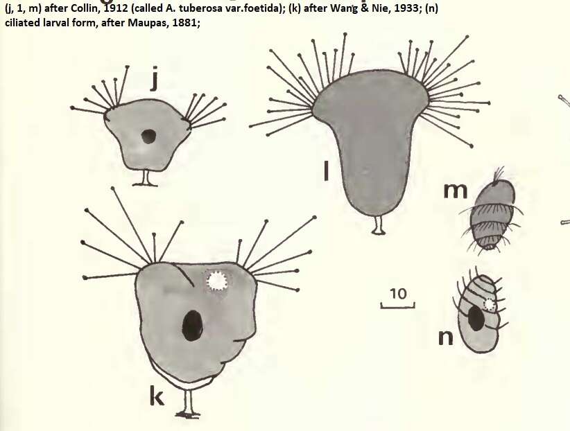 Image of Acineta foetida Maupas 1881