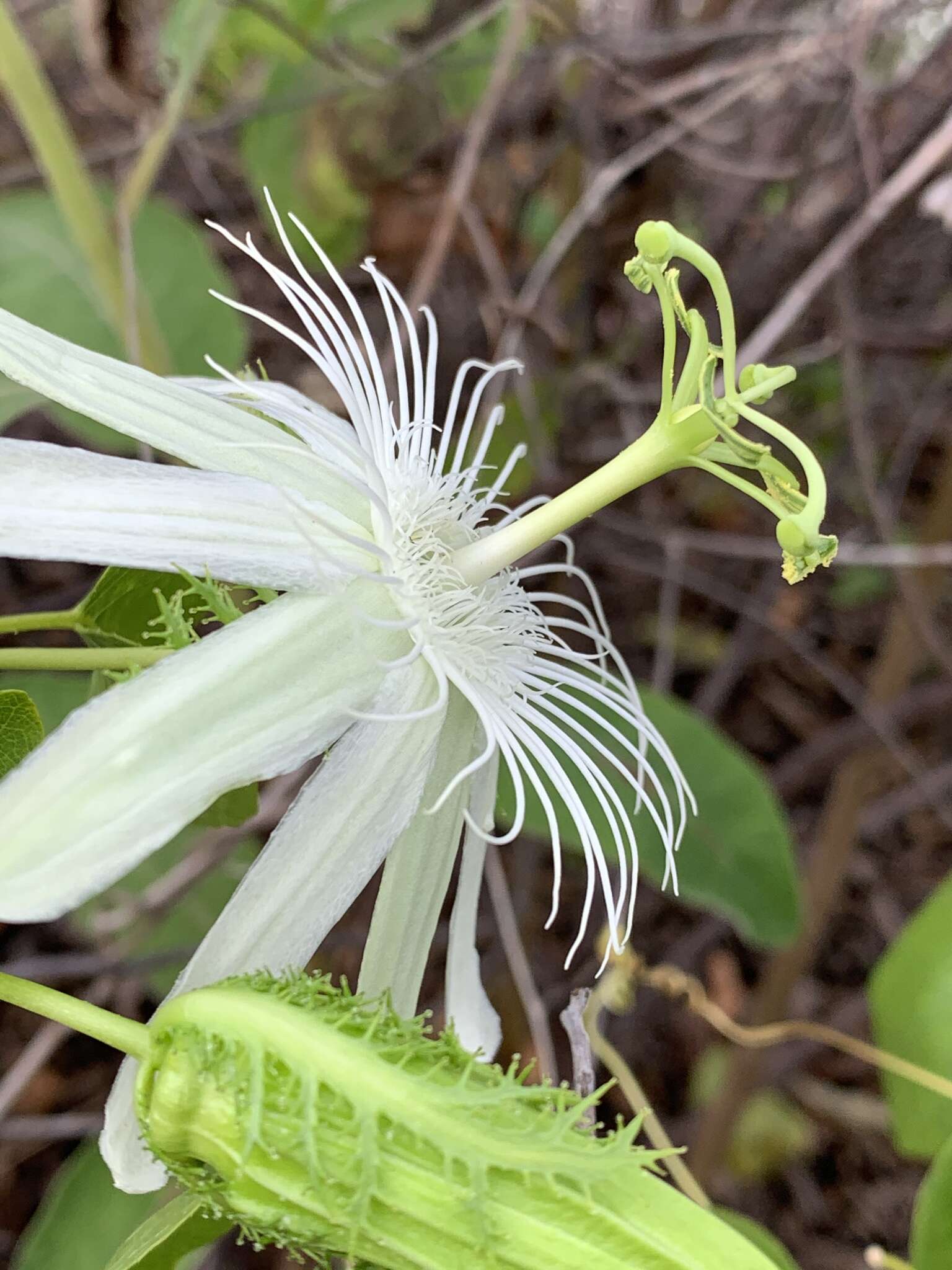 Image de Passiflora pectinata Griseb.