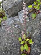 Image de Heuchera micrantha var. diversifolia (Rydb.) Rosend., Butters & Lakela