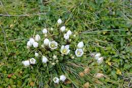 Imagem de Gentianella saxosa (G. Forst.) Holub