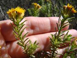 Plancia ëd Oedera genistifolia (L.) A. A. Anderberg & K. Bremer