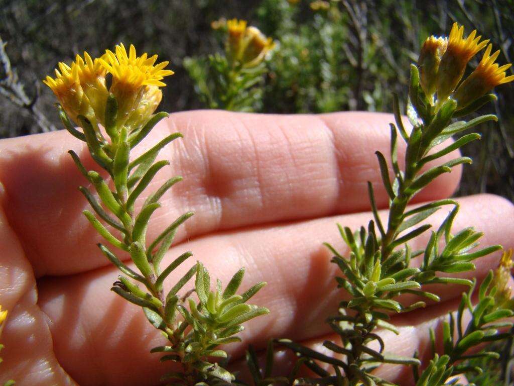 Plancia ëd Oedera genistifolia (L.) A. A. Anderberg & K. Bremer