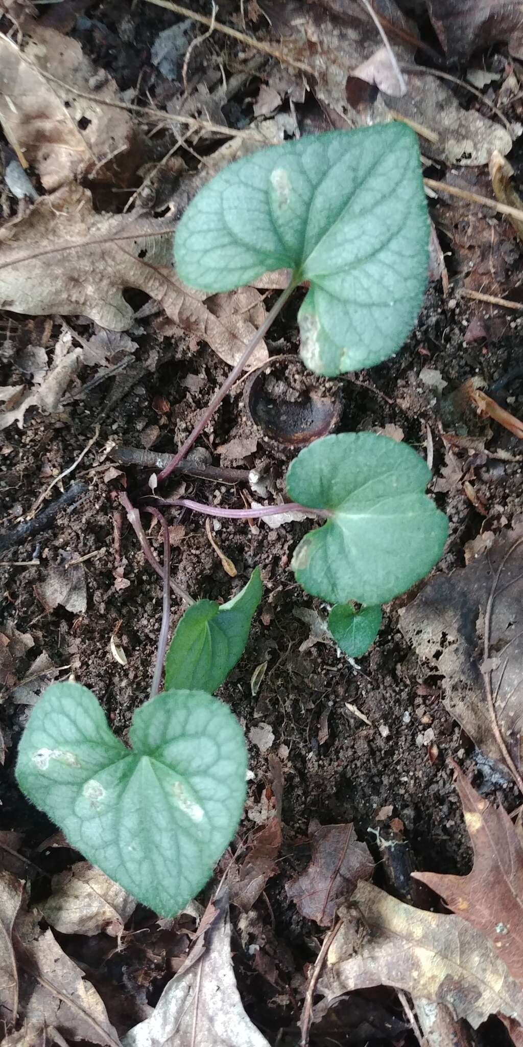 Imagem de Viola hirsutula Brainerd