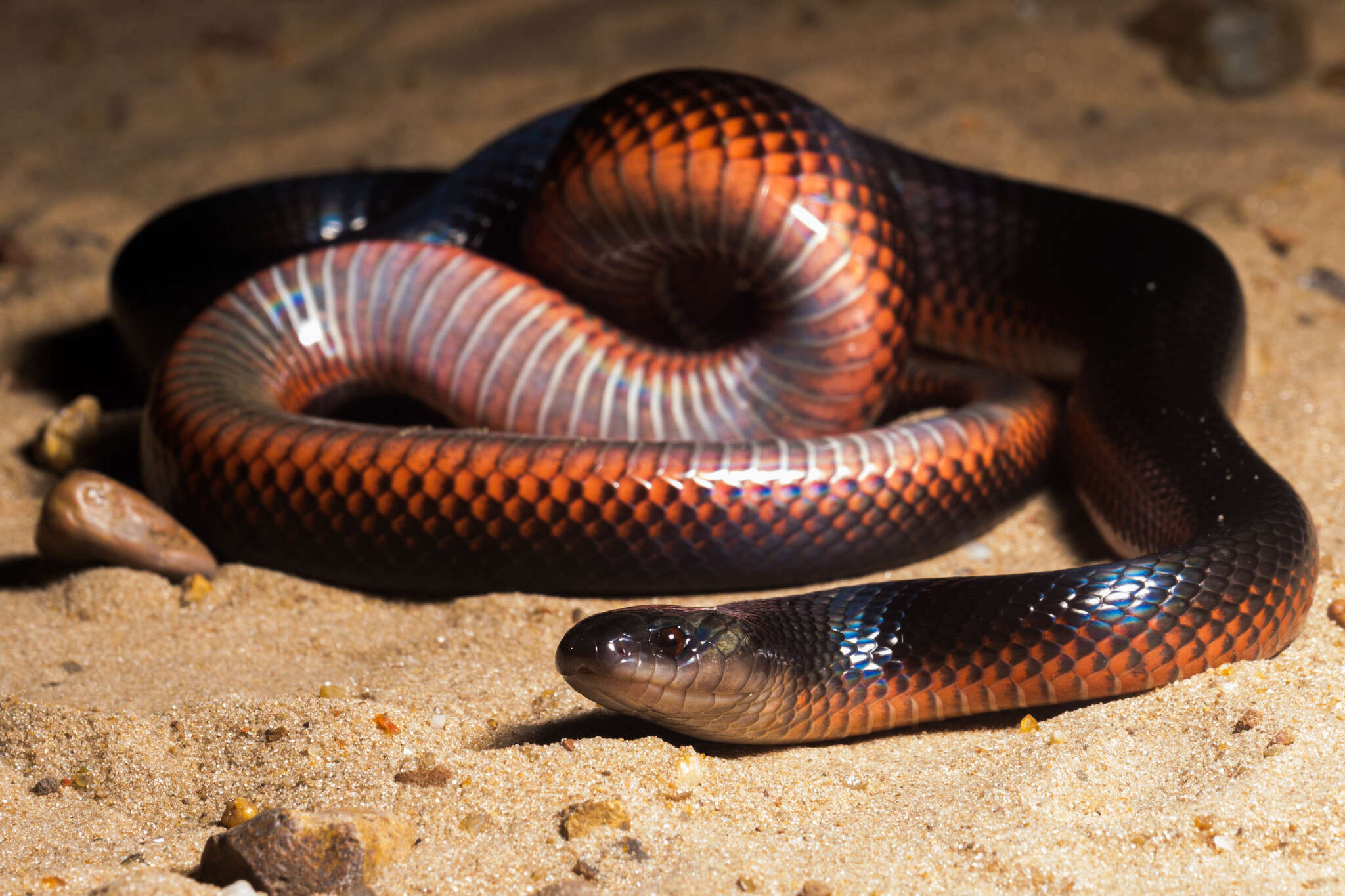 Image of Boiruna maculata (Boulenger 1896)