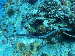 Image of Black-banded sea krait