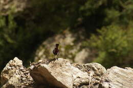 Image of White-capped Redstart