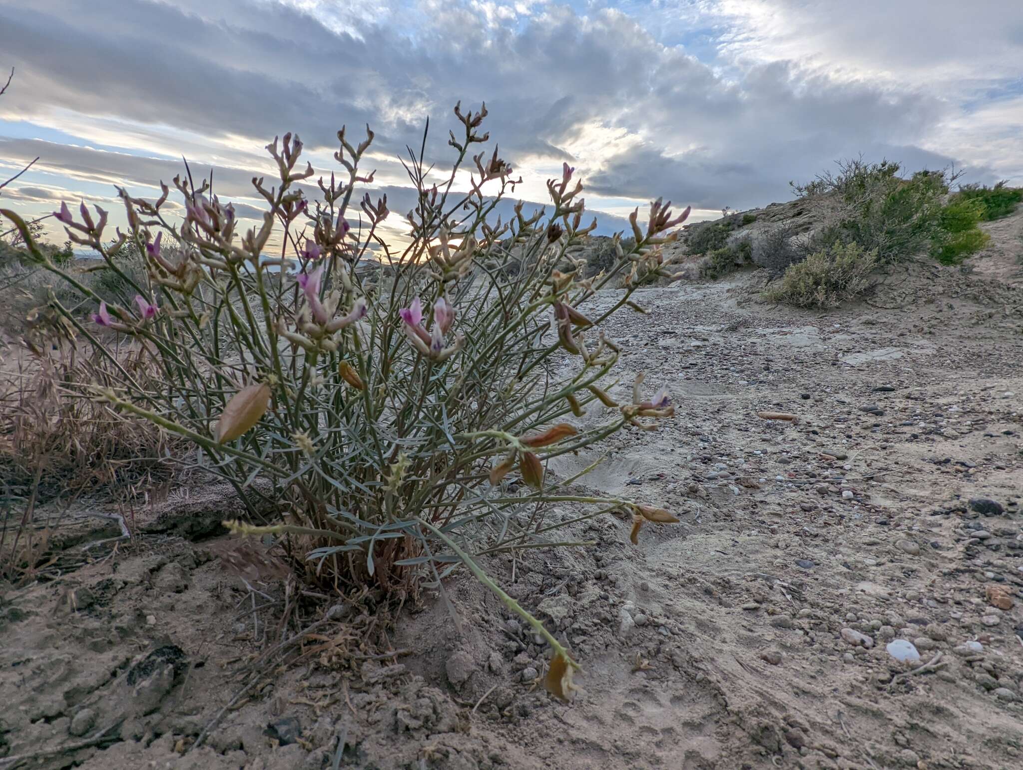 Sivun Astragalus pterocarpus S. Wats. kuva