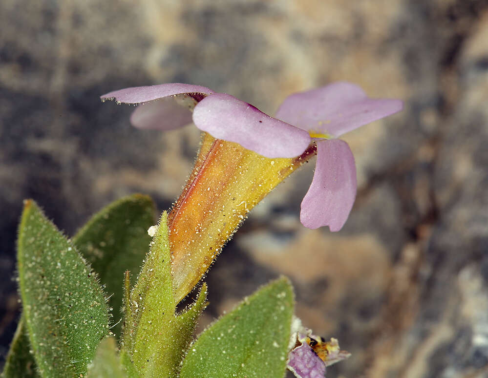 Image of Death Valley monkeyflower