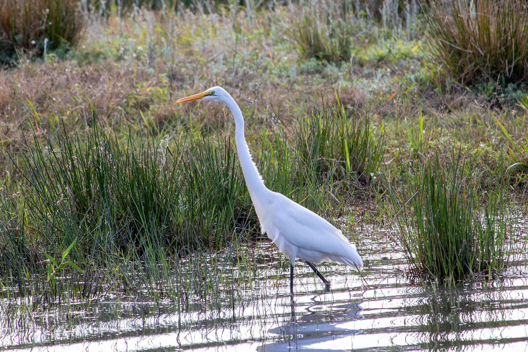 Image of Ardea alba melanorhynchos Wagler 1827